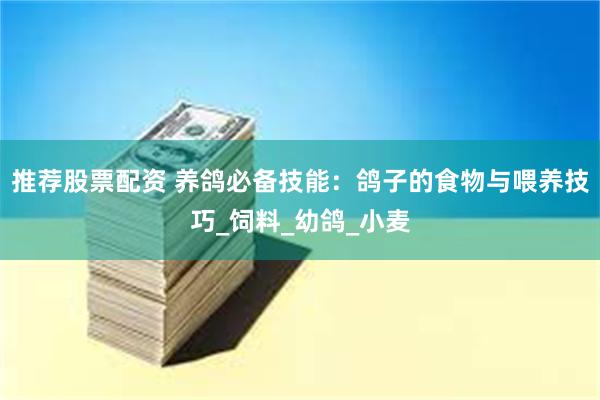 推荐股票配资 养鸽必备技能：鸽子的食物与喂养技巧_饲料_幼鸽_小麦